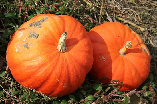Citrouilles